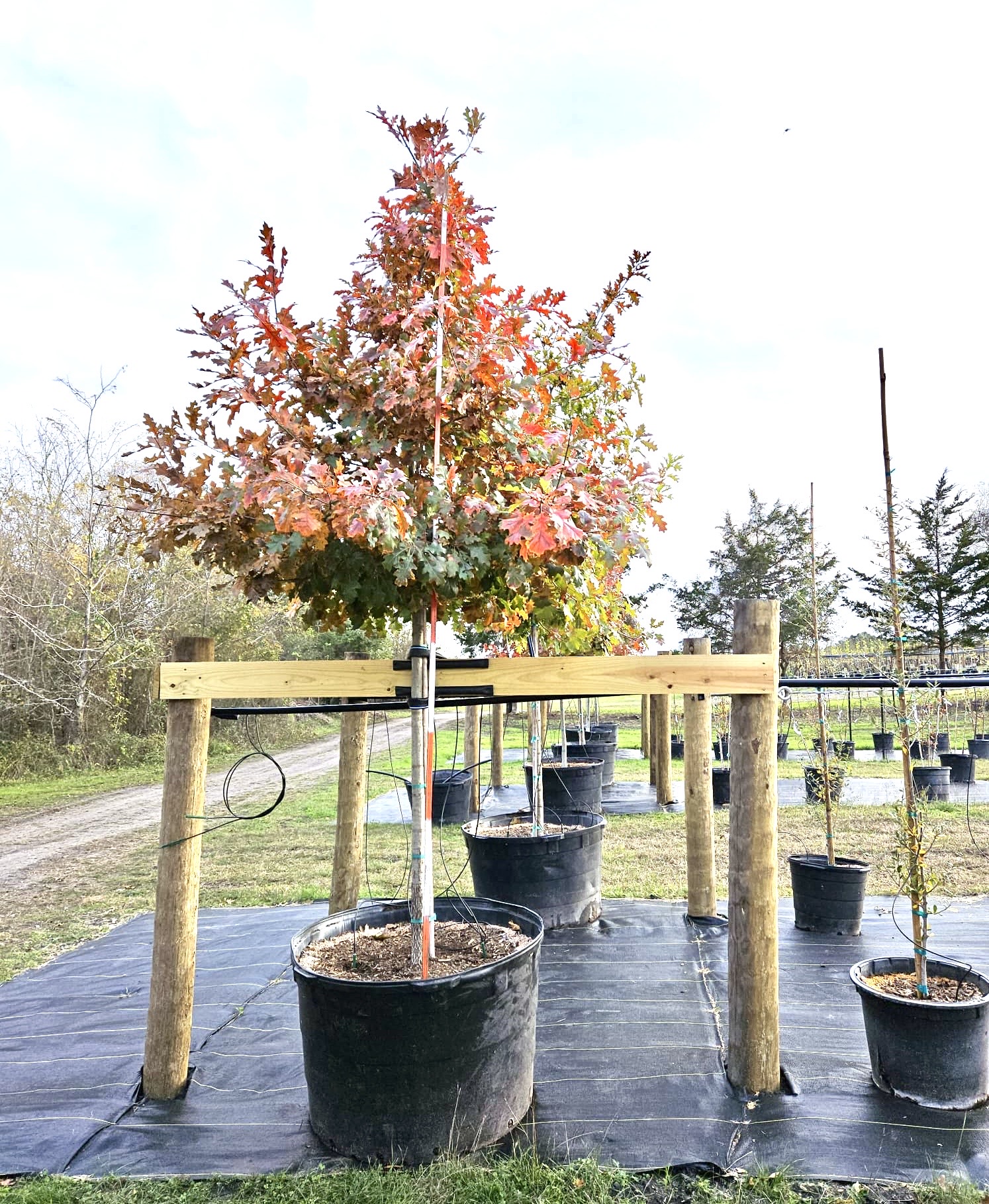 Shumard Red Oak- 95 Gallons