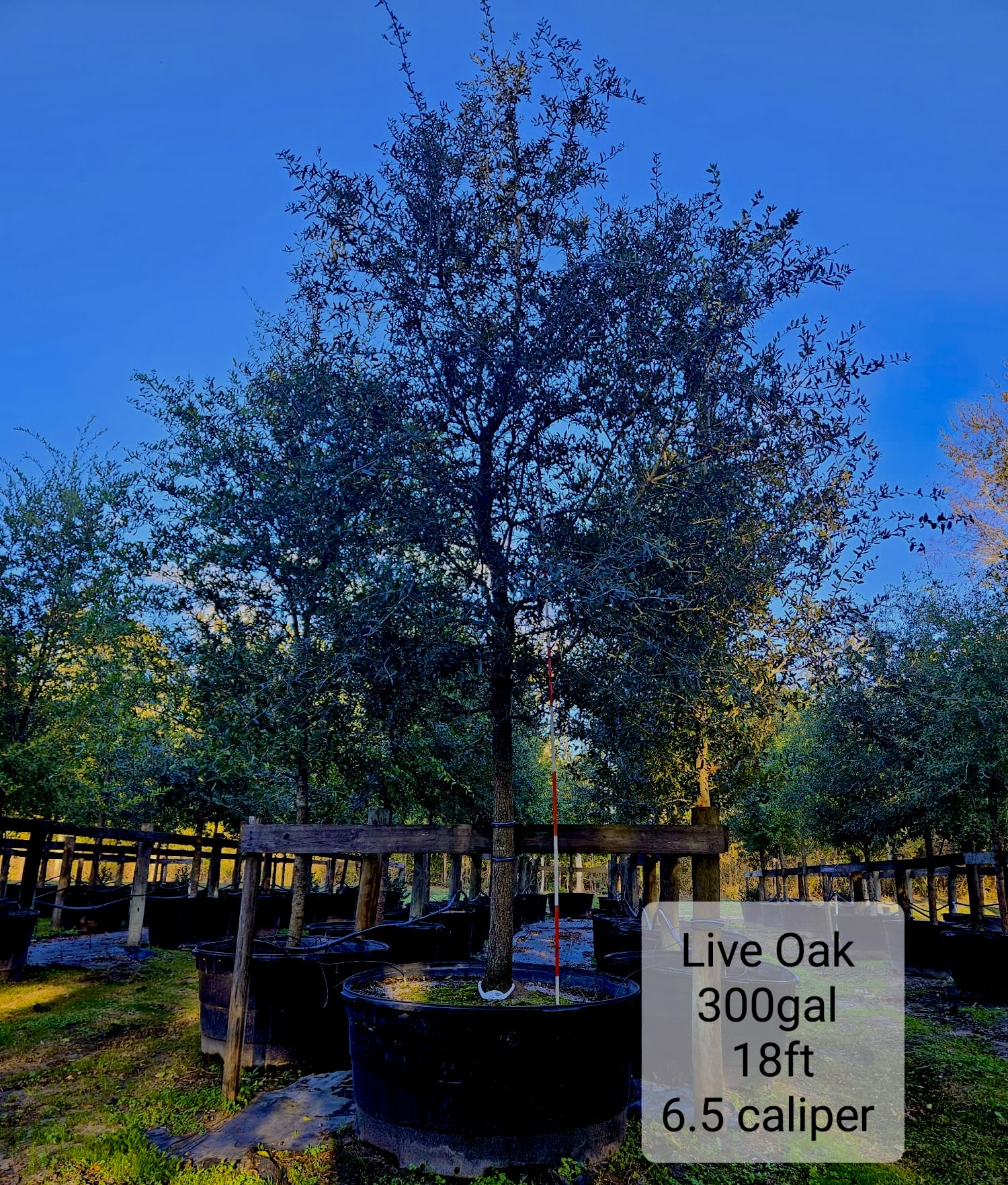 Live Oak-300 Gallons