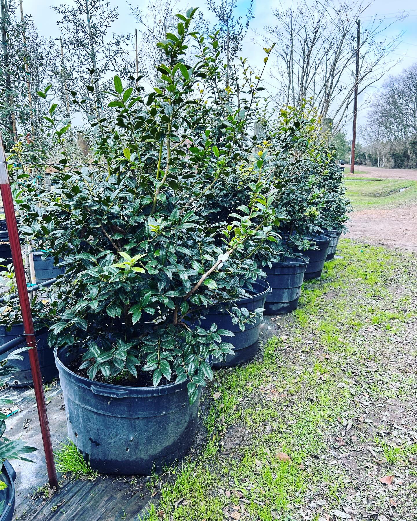 Nellie R Stevens Holly- 45 Gallons