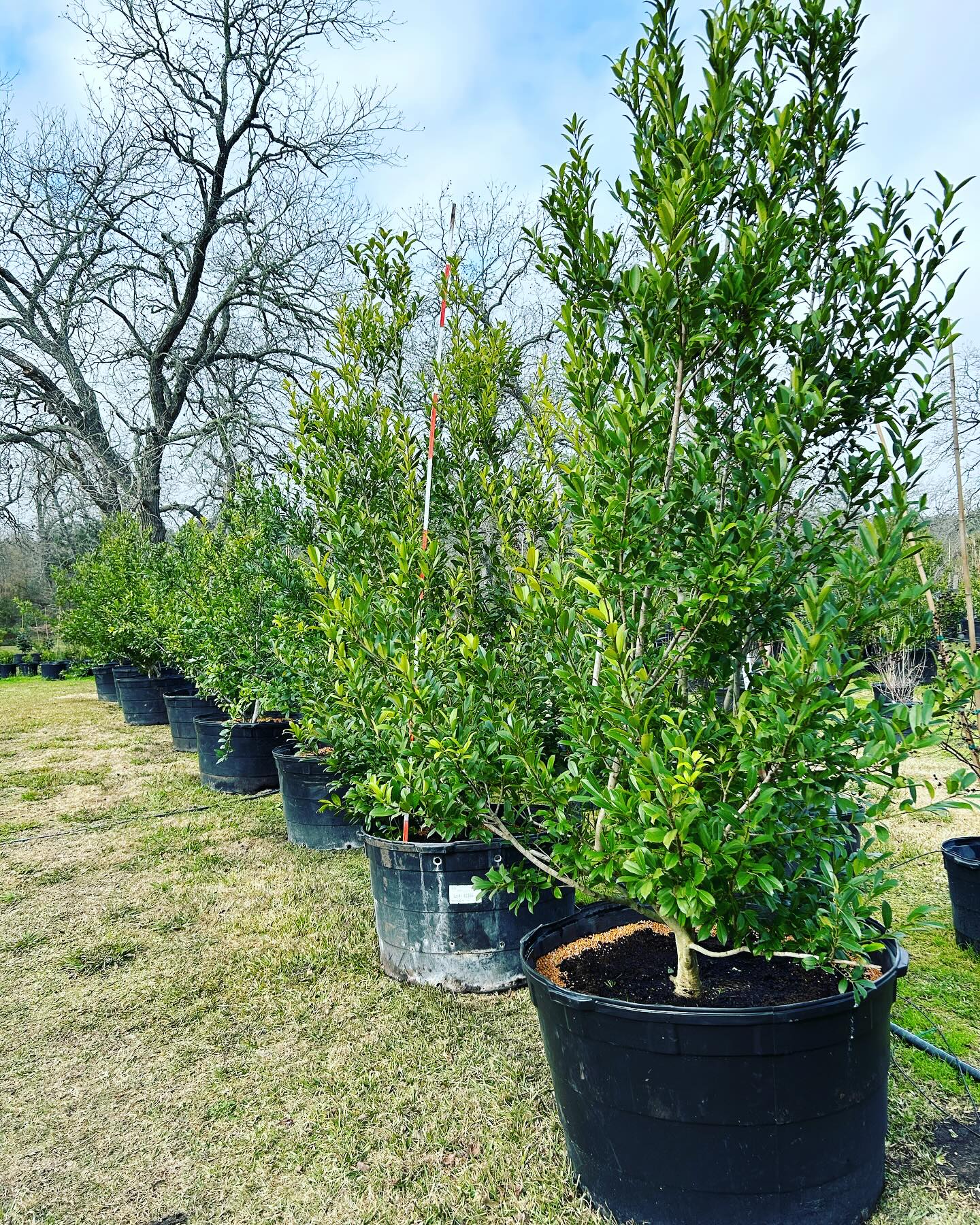 Savannah Holly-95 Gallons
