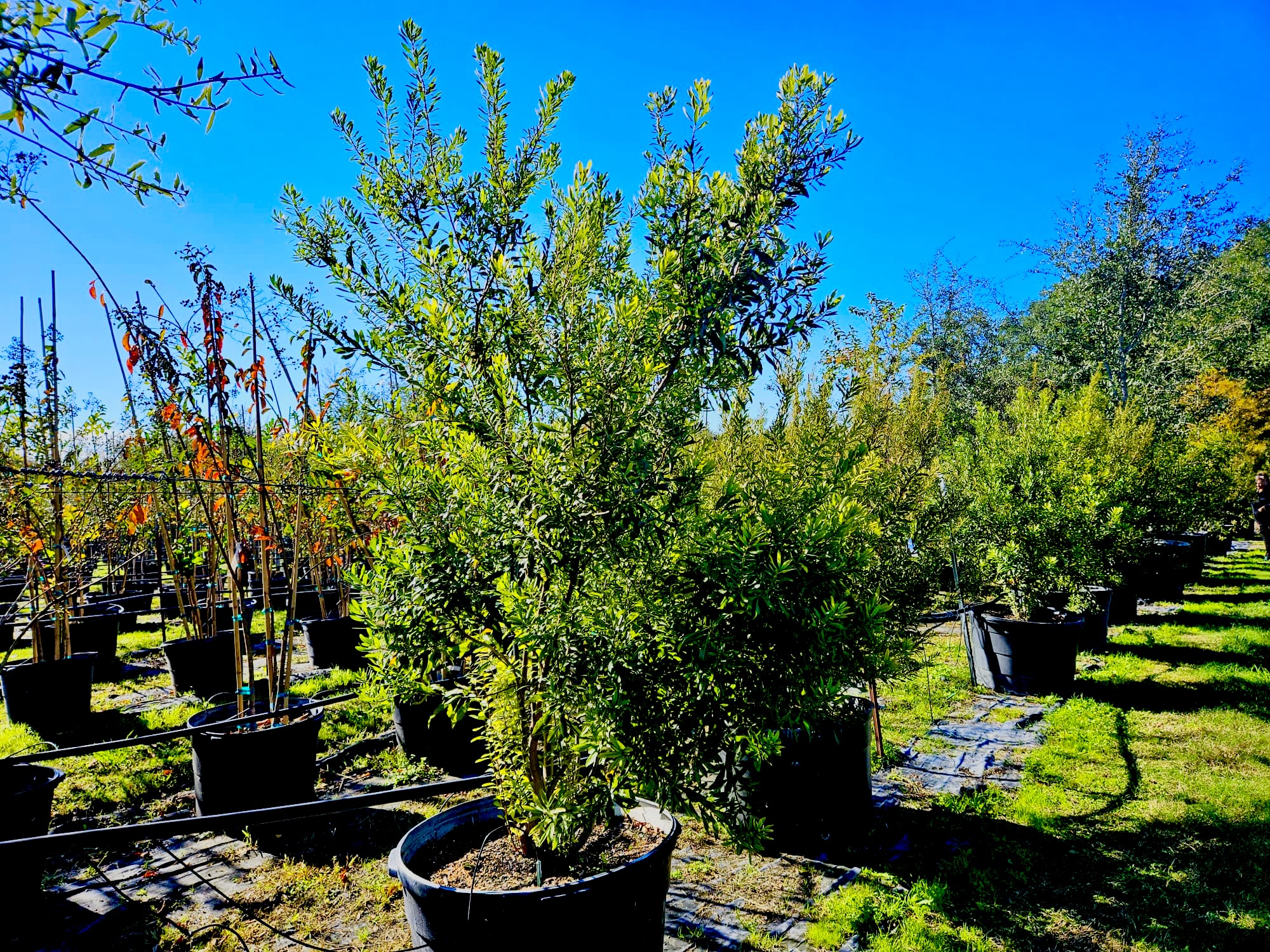 Wax Myrtles- 45 Gallons