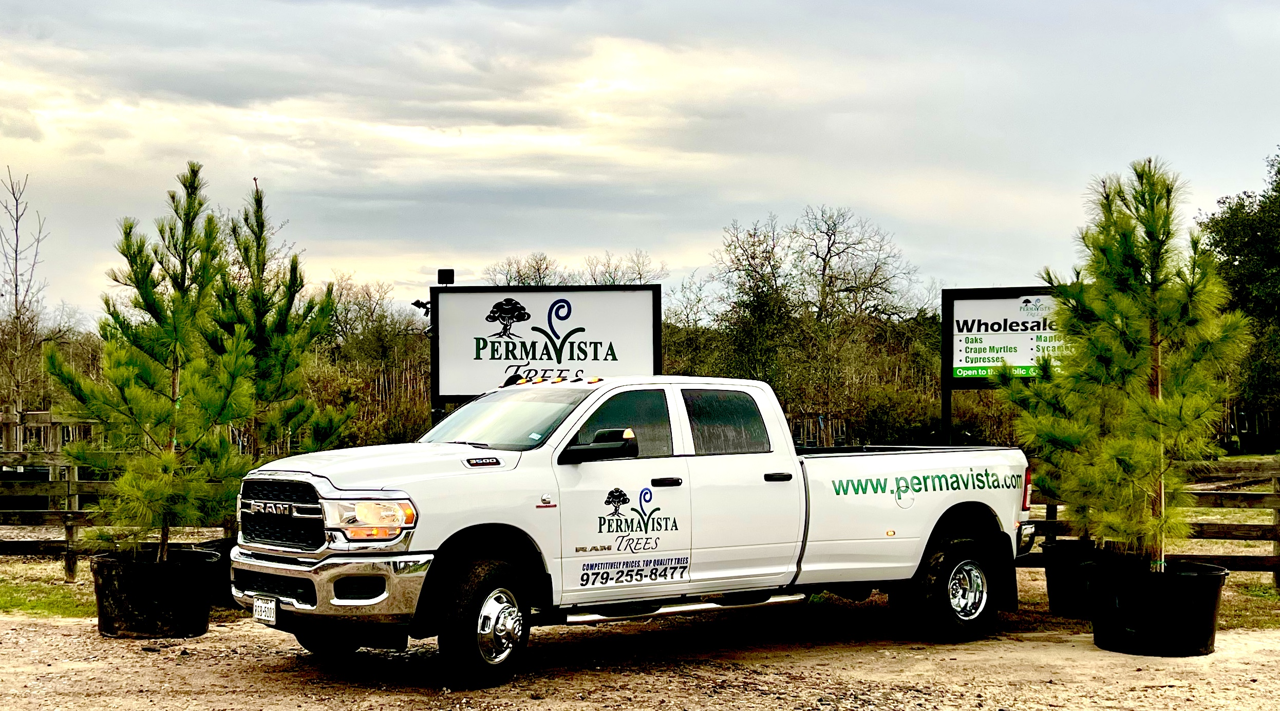 Ready to deliver beautiful Loblolly Pines to your location...