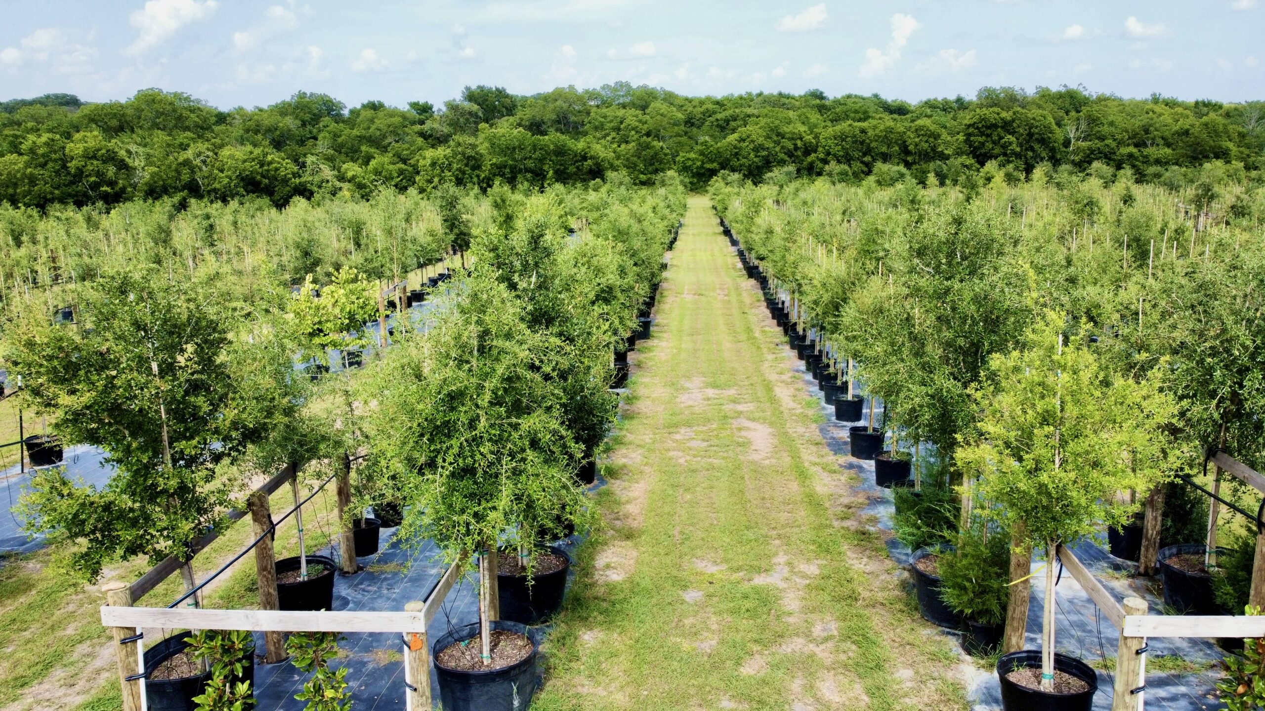 Live Oaks available from 30 to 300 Gal sizes...