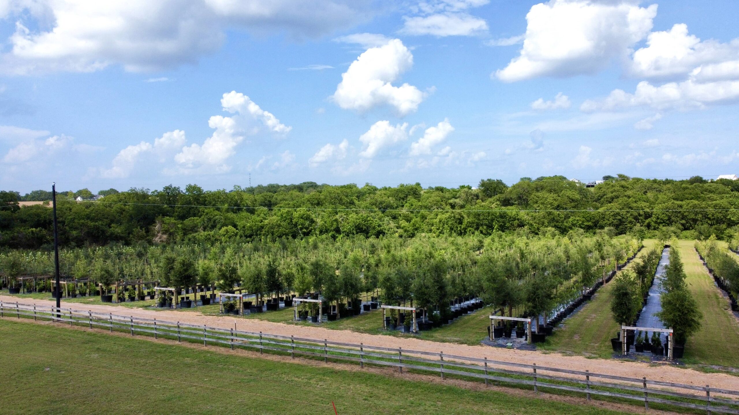 PermaVista offers the best Live Oaks in the area
