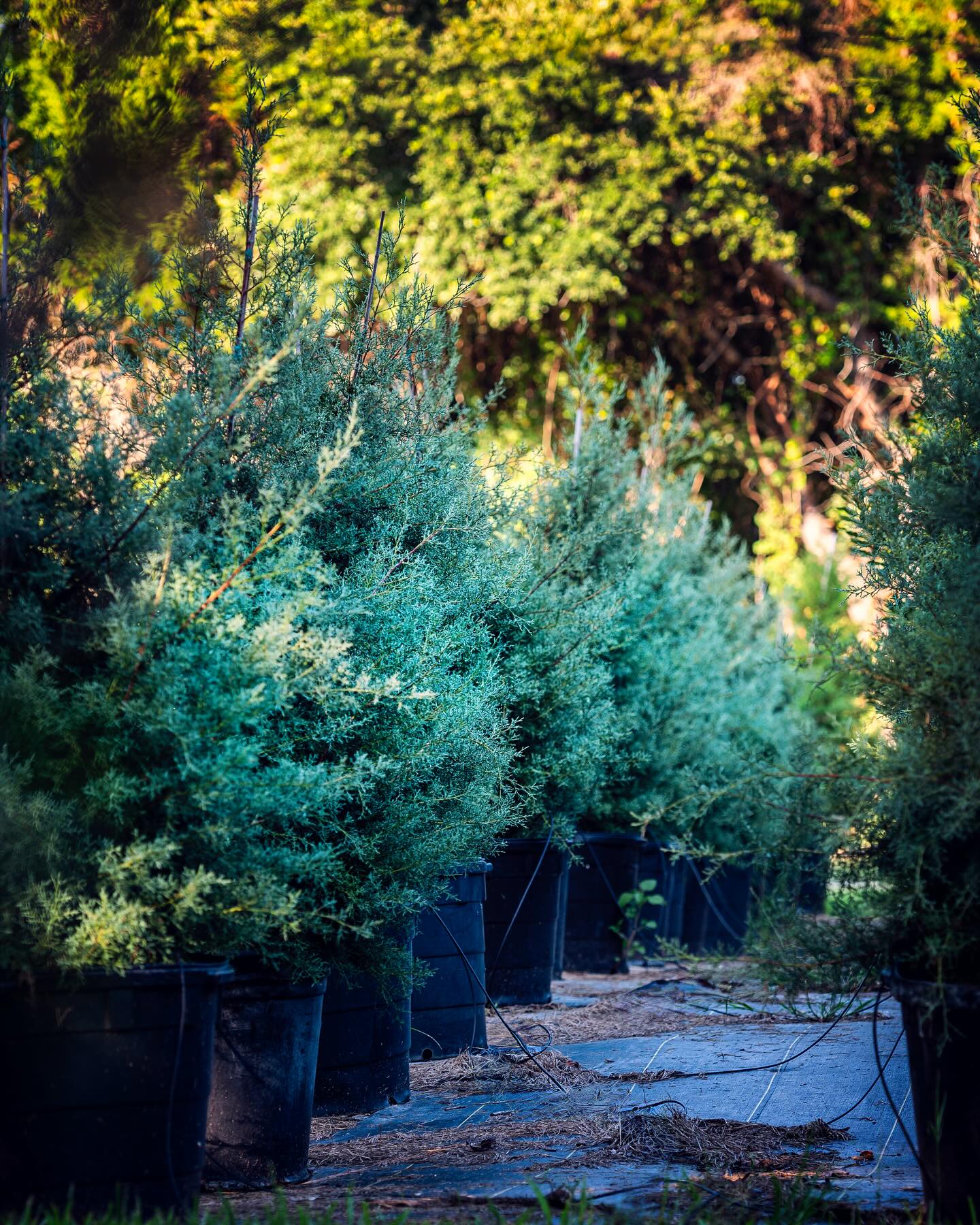 2025-01-23 Carolina Sapphire Arizona Cypress- 30 Gallons