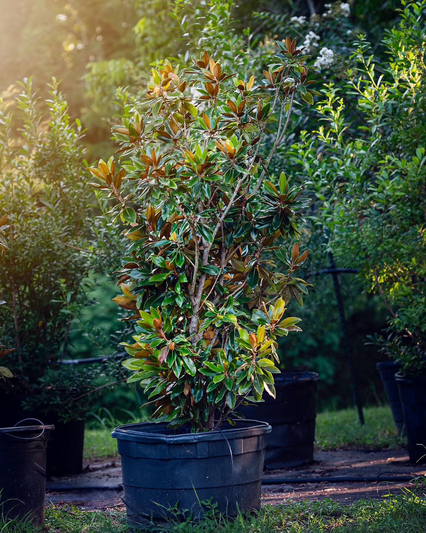 2025-01-23- Little Gem Magnolia- 45 Gallons