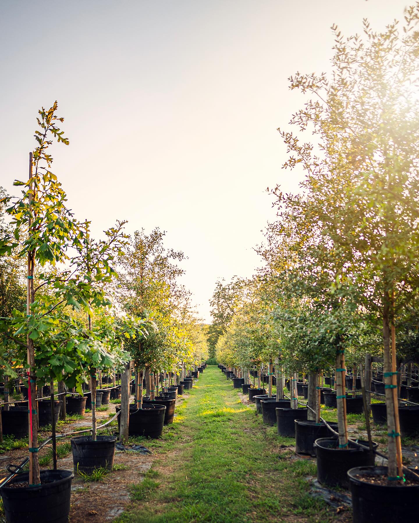 Let us drive you around and help you handpick your trees