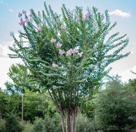 500 Gal Crape Myrtles
