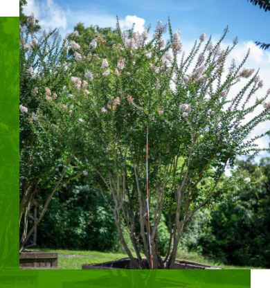 500 Gallon Landscape-Grade Crape Myrtles