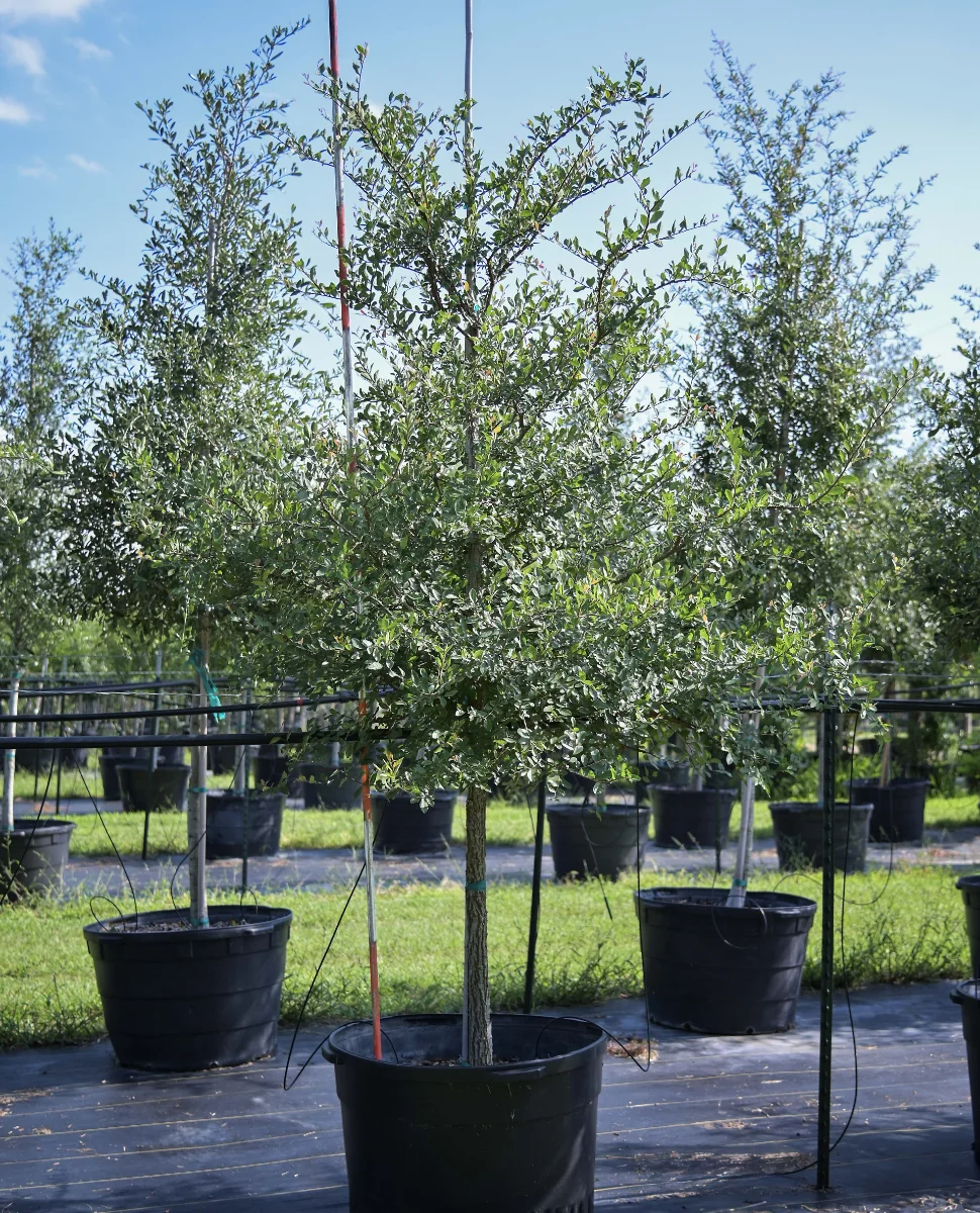 cedar-elm