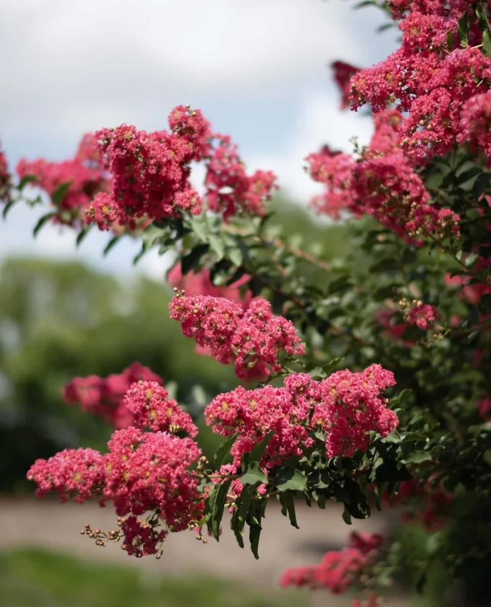 https://www.permavista.com/wp-content/uploads/2025/08/img-crape-myrtle-tuscarora-01.webp