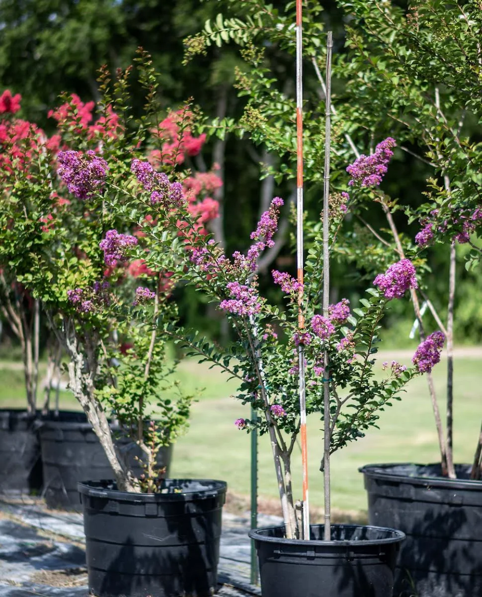 cedar-elm