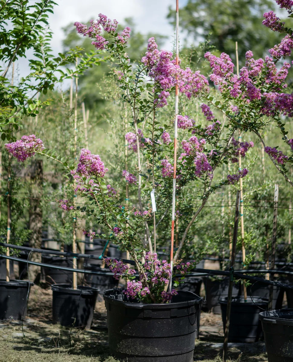 cedar-elm