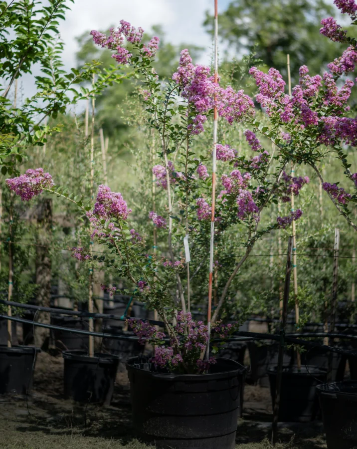cedar-elm