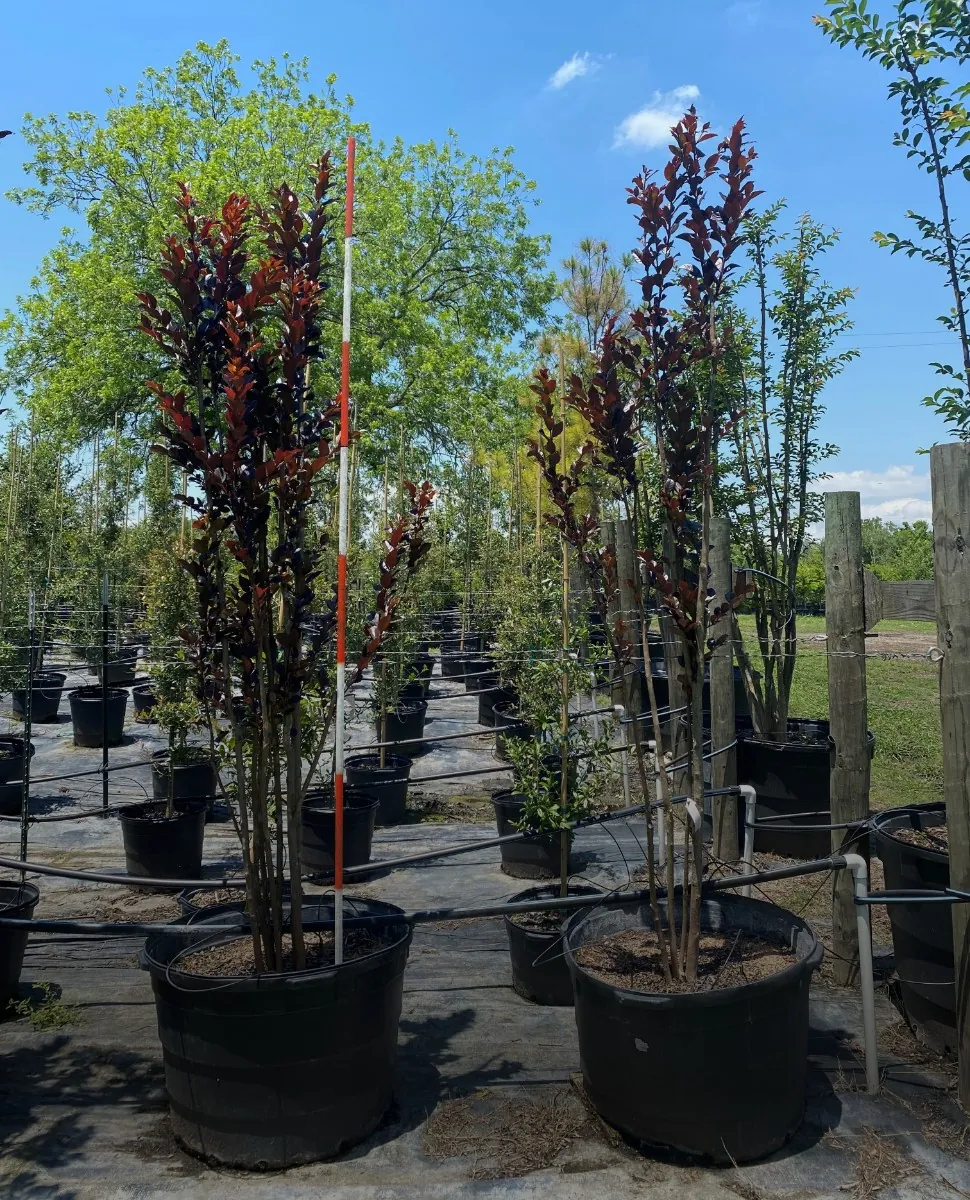 45 Gallon Crape Myrtle White Lightning